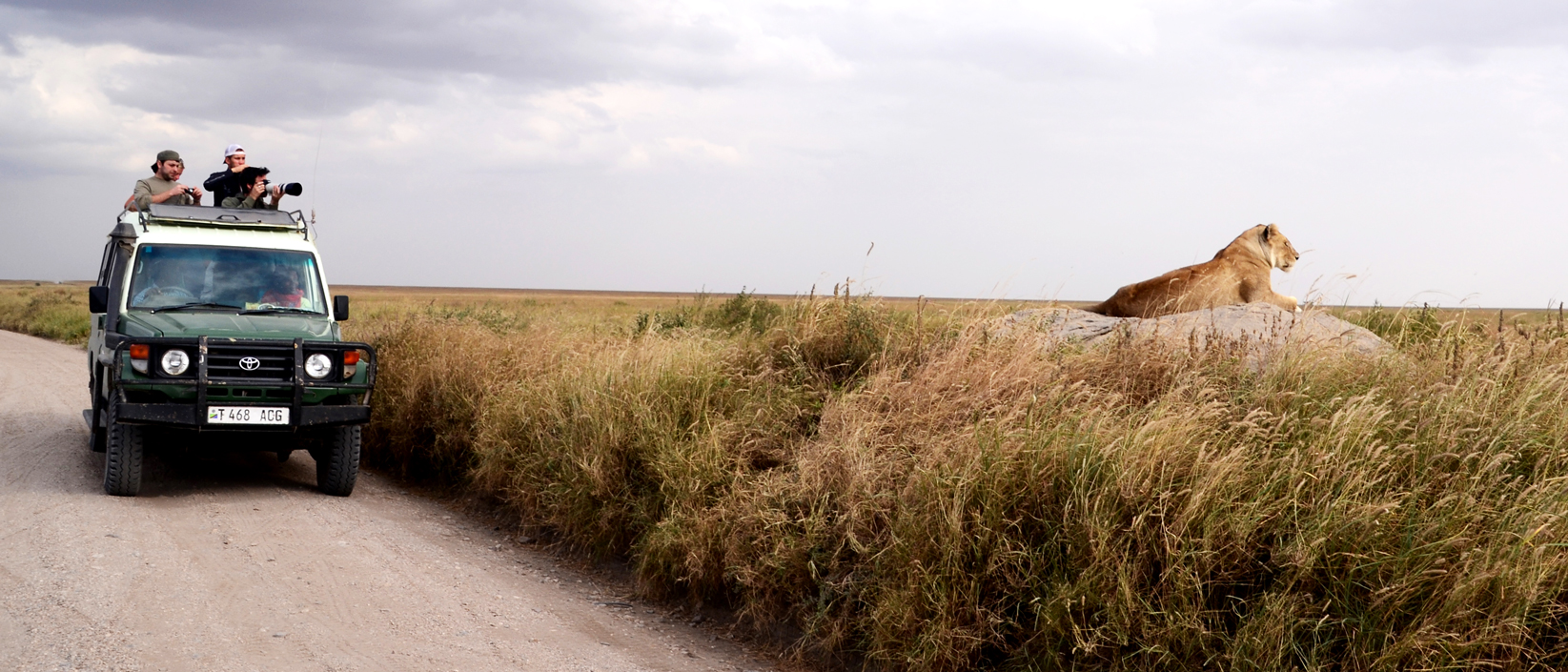 "Post exchange travels, took me to the mighty Serengeti in Tanzania. This beautiful lioness was found relaxing alongside the road to the Serengeti National Park, posing beautifully for our photos."